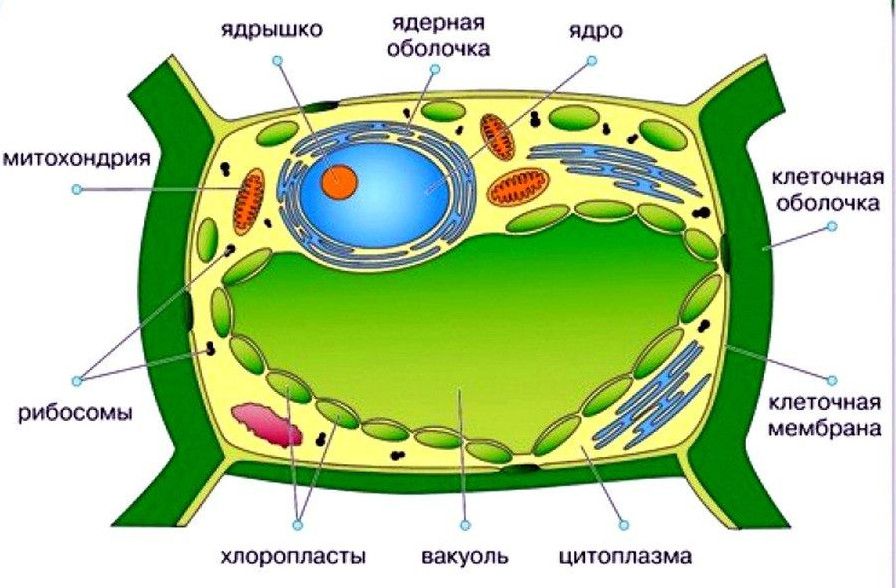 Загальний план будови клітини