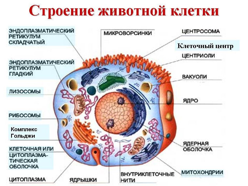 Загальний план будови клітини