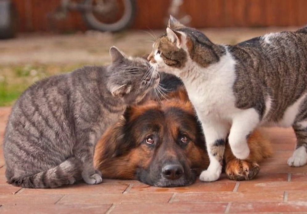 Фото кішок і собак прикольні