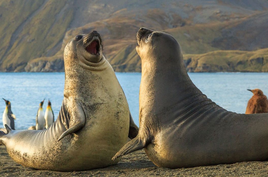 Тюлені - красиві картинки