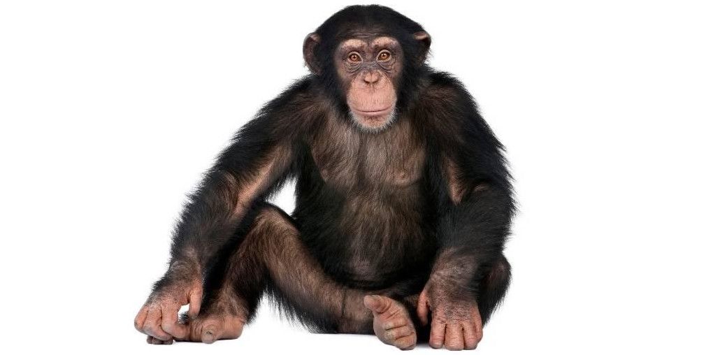 Фото і Картинки для дітей з мавпами