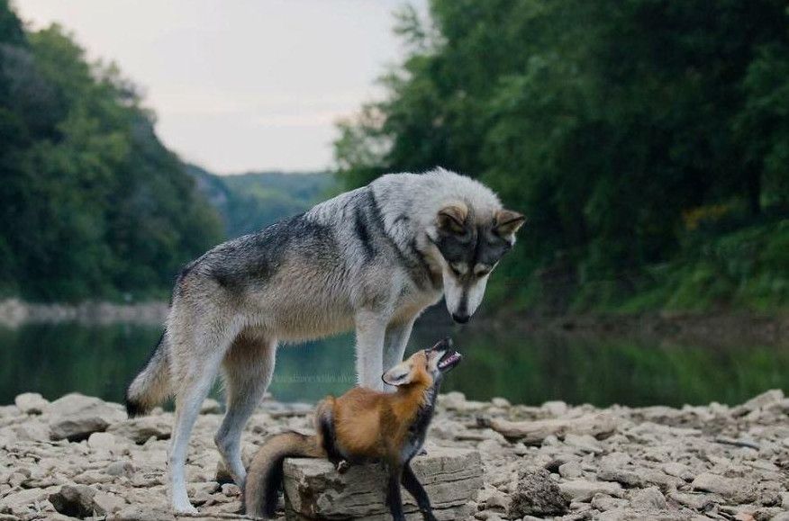 Фото і Картинки вовка та лисиці