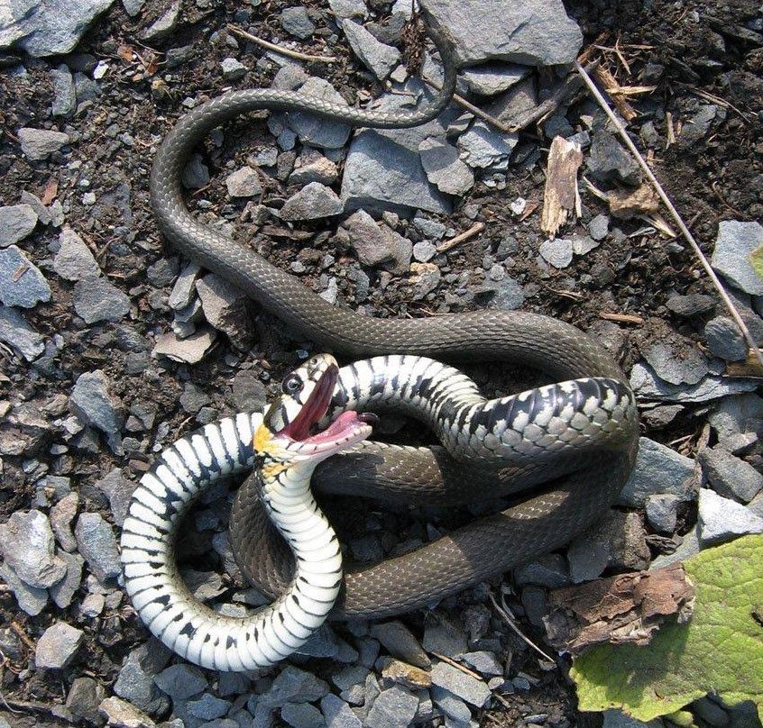 Змеи похожие на ужей фото