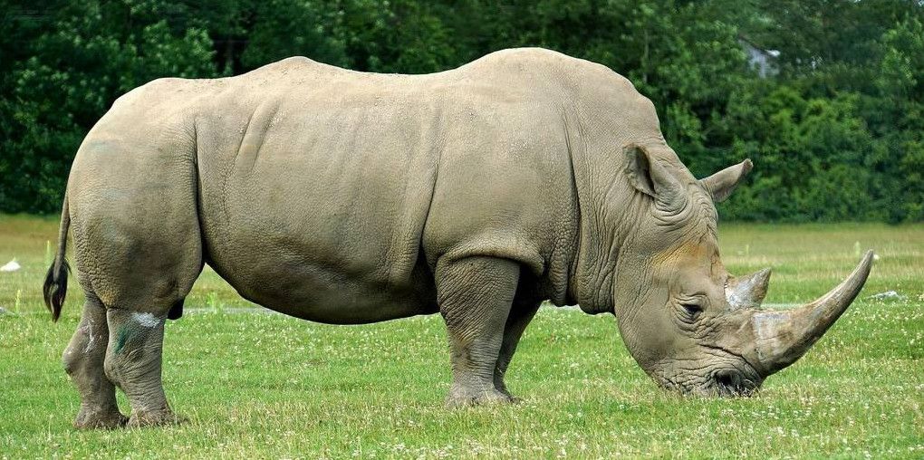 Фото і Картинки з носорогом
