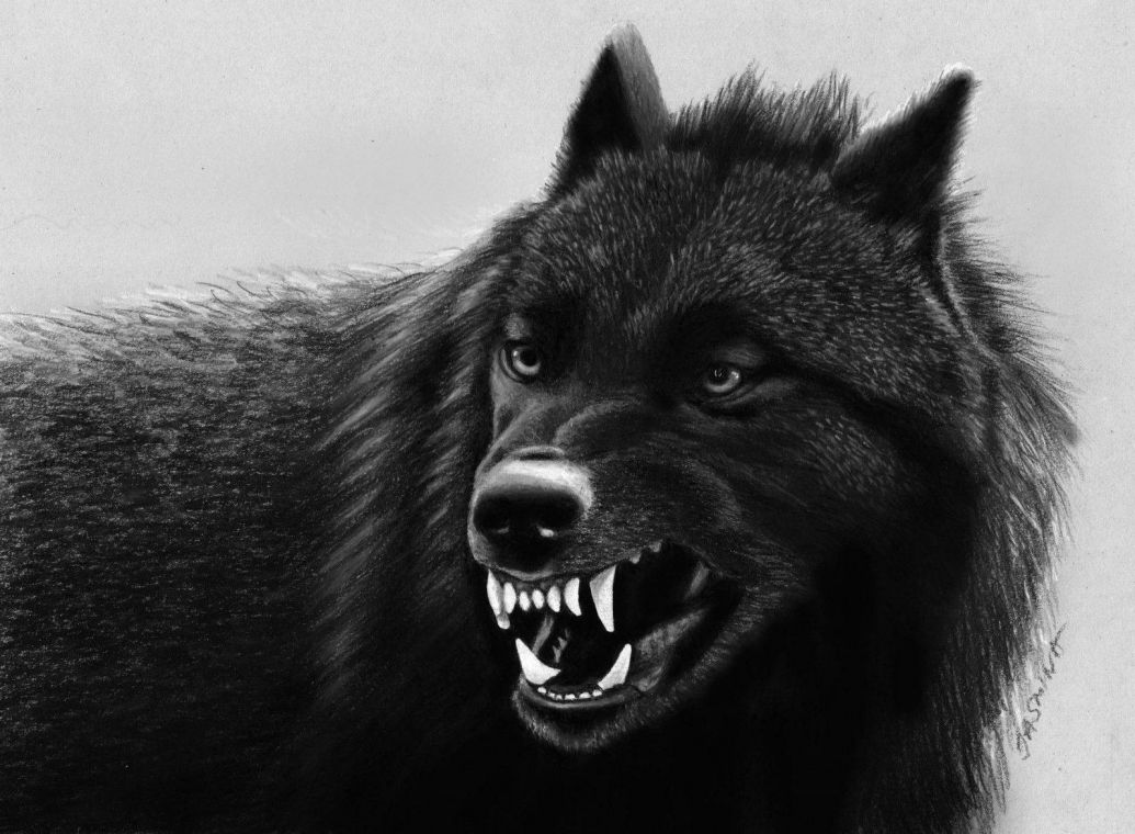 Фото і Картинки «Оскал вовка»