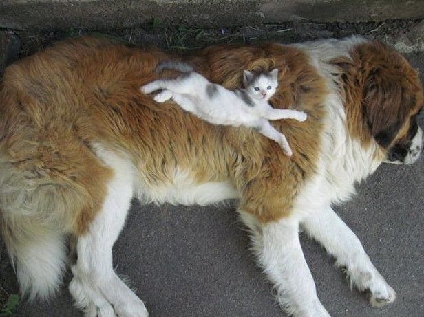 Найсмішніші картинки кішок і собак