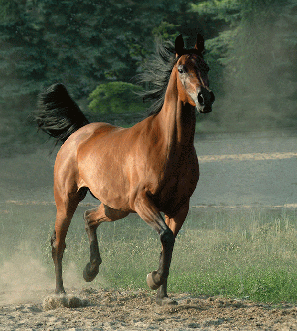 Прикольні картинки про коней