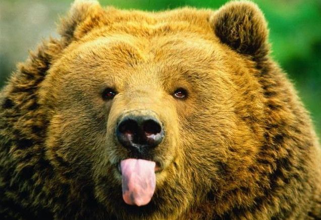 Смішні картинки з ведмедями