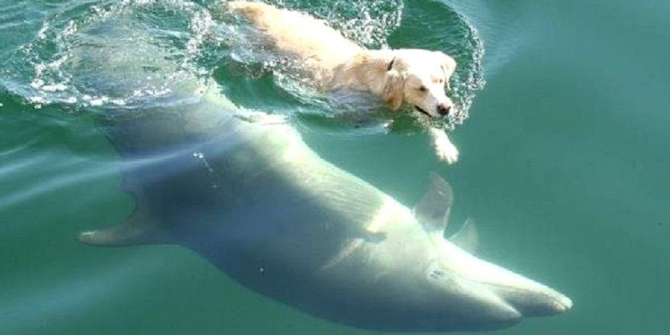 Чому дельфіни рятують потопаючих людей - як з'явився цей древній інстинкт