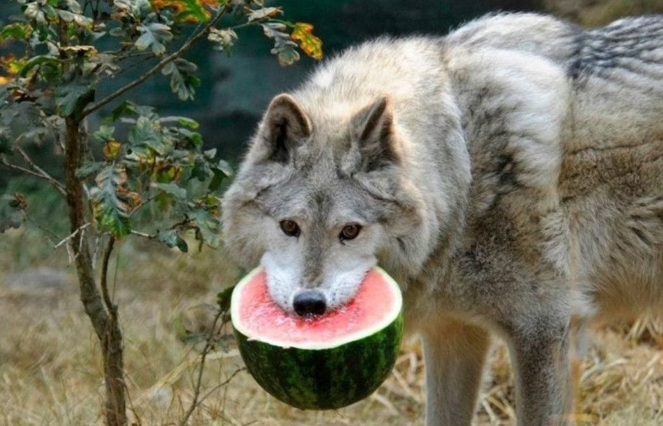 Самотній вовк-вегетаріанець пройшов тисячі кілометрів, щоб знайти сім'ю і загинути від рук людини