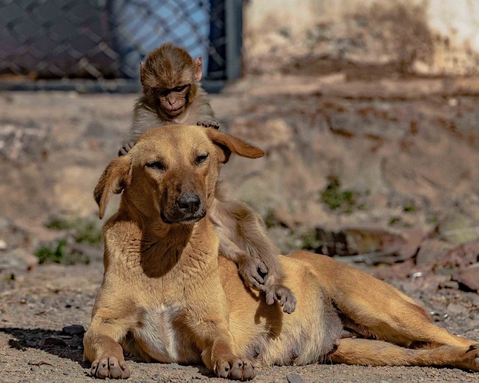 Вагітна собака «удочерила» мавпочку залишилася сиротою