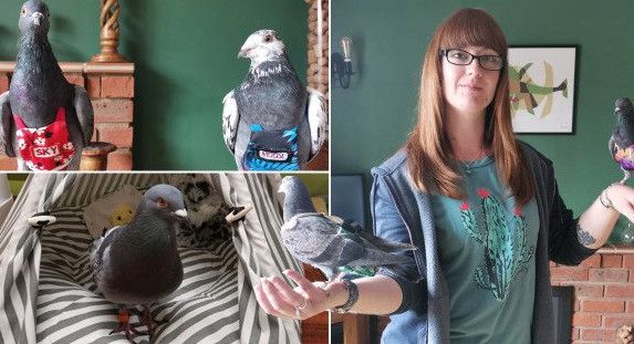 Дівчина витрачає 4000 фунтів стерлінгів на рік на домашніх голубів, у яких є власна кімната, гардероб і дитяча коляска