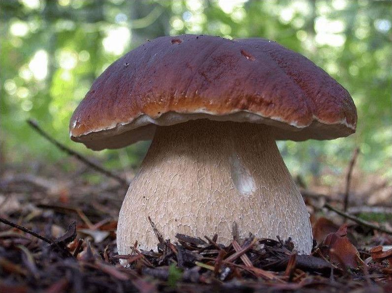 Фото і Картинки гриба боровика