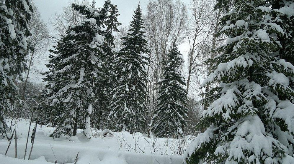 Погода в тайге на завтра. Сибирь зимой Тайга. Восточно Сибирская Тайга зимой. Лес Западной Сибири зимой. Климат сибирской тайги.