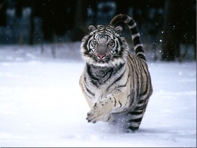 Фото картинки білий тигр