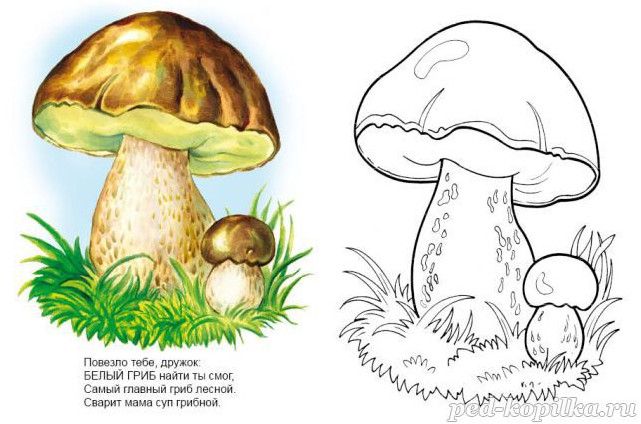 Фото картинки для дітей білий гриб