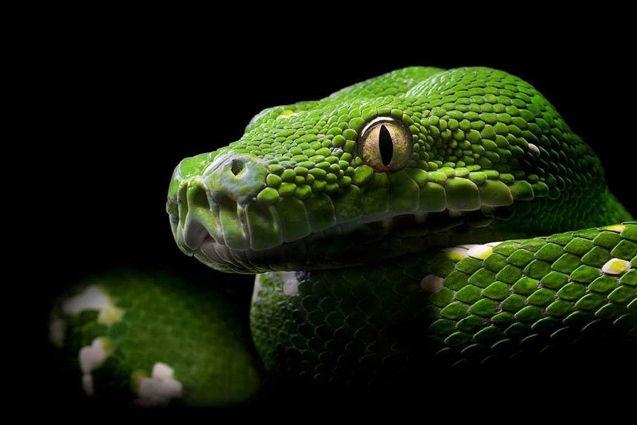 Фото картинки красиві змії