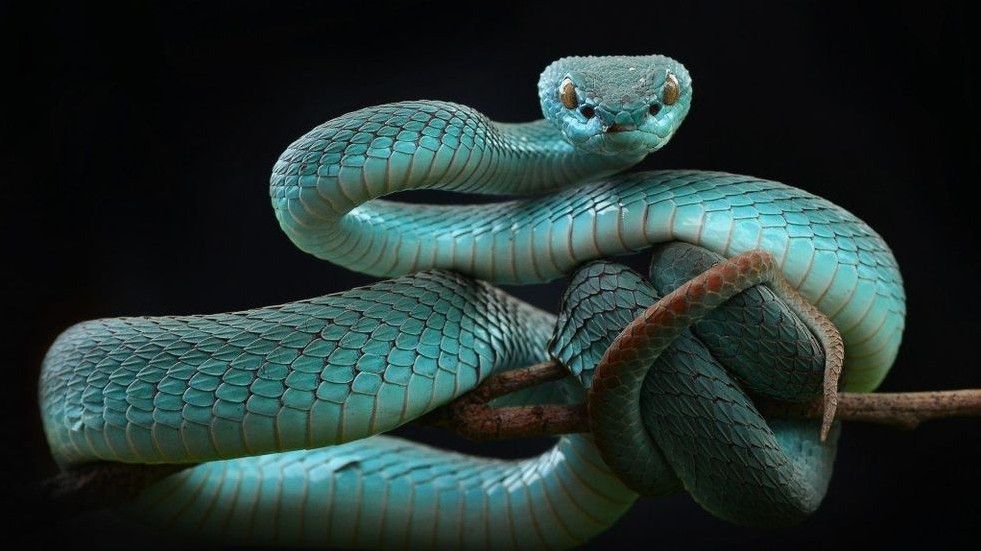Картинки красиві змії