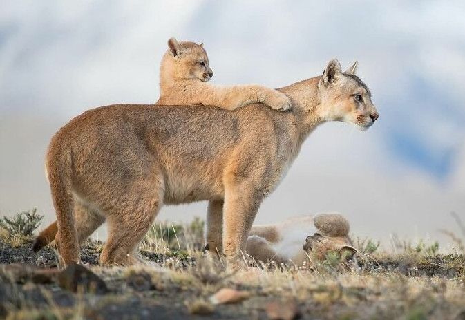 Кращі фотографії дикої природи на конкурсі WildArt 2021 року