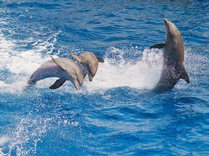 Красиві картинки дельфіни
