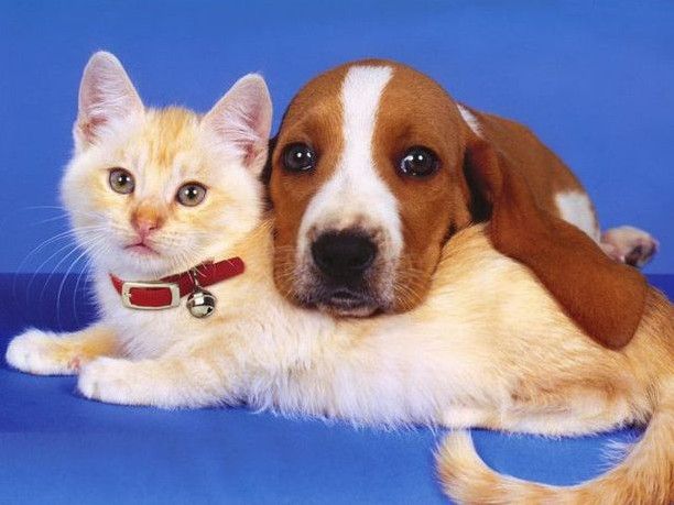 Красиві картинки кішок і собак