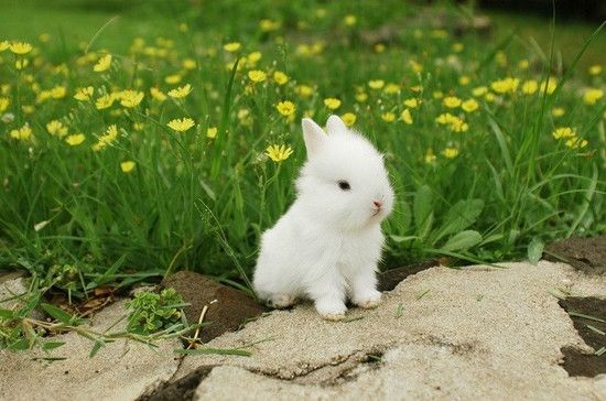 Красиві картинки кролики