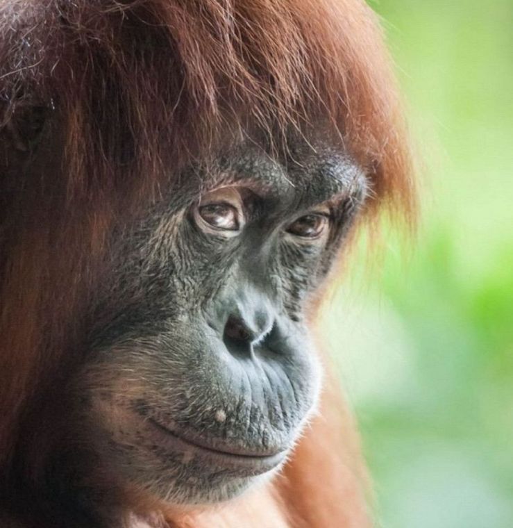 Банда видр врятувала від самотності і туги сім'ю орангутангів, що залишилися без уваги відвідувачів