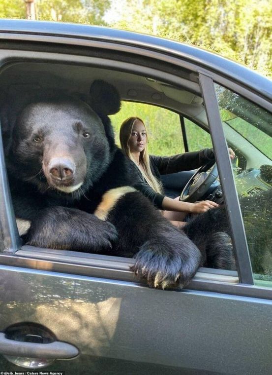 Гімалайський ведмідь Топтижка роз'їжджає в автомобілі в Новосибірську