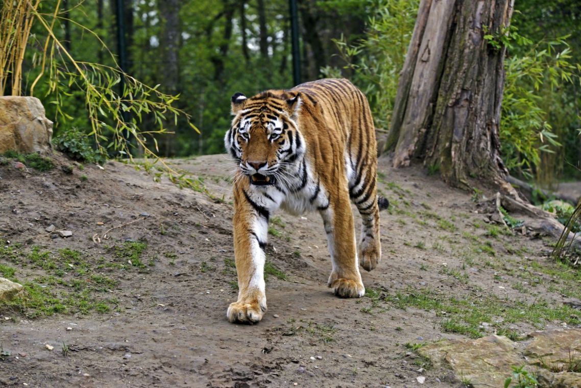 Картинки амурський тигр