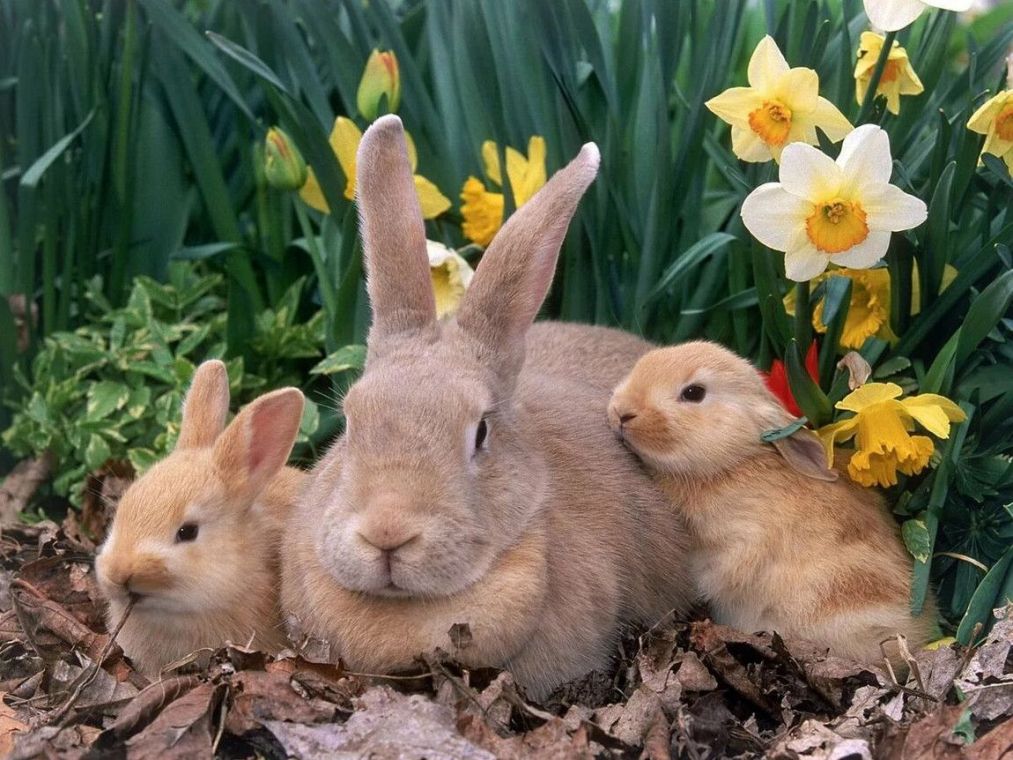 Картинки для дітей кролик