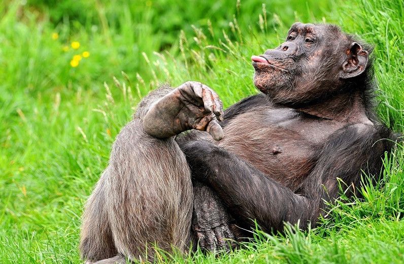 Шимпанзе - красиві картинки