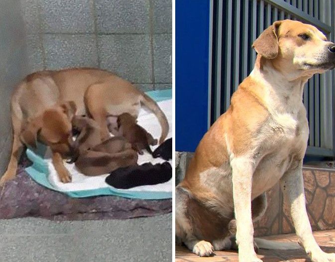 Собака пішла народжувати в ветеринарну клініку, а пес - батько дітей, чекав на вулиці