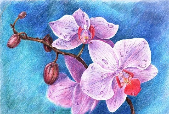 Малюнки орхідеї для срісовкі