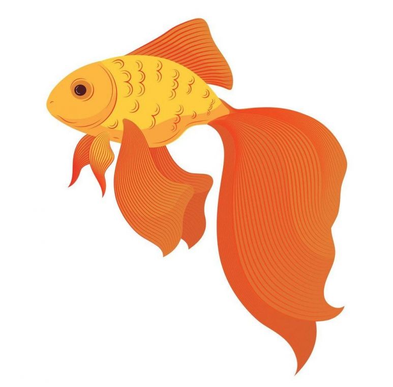 Фото і Картинки для дітей про Золоту рибку