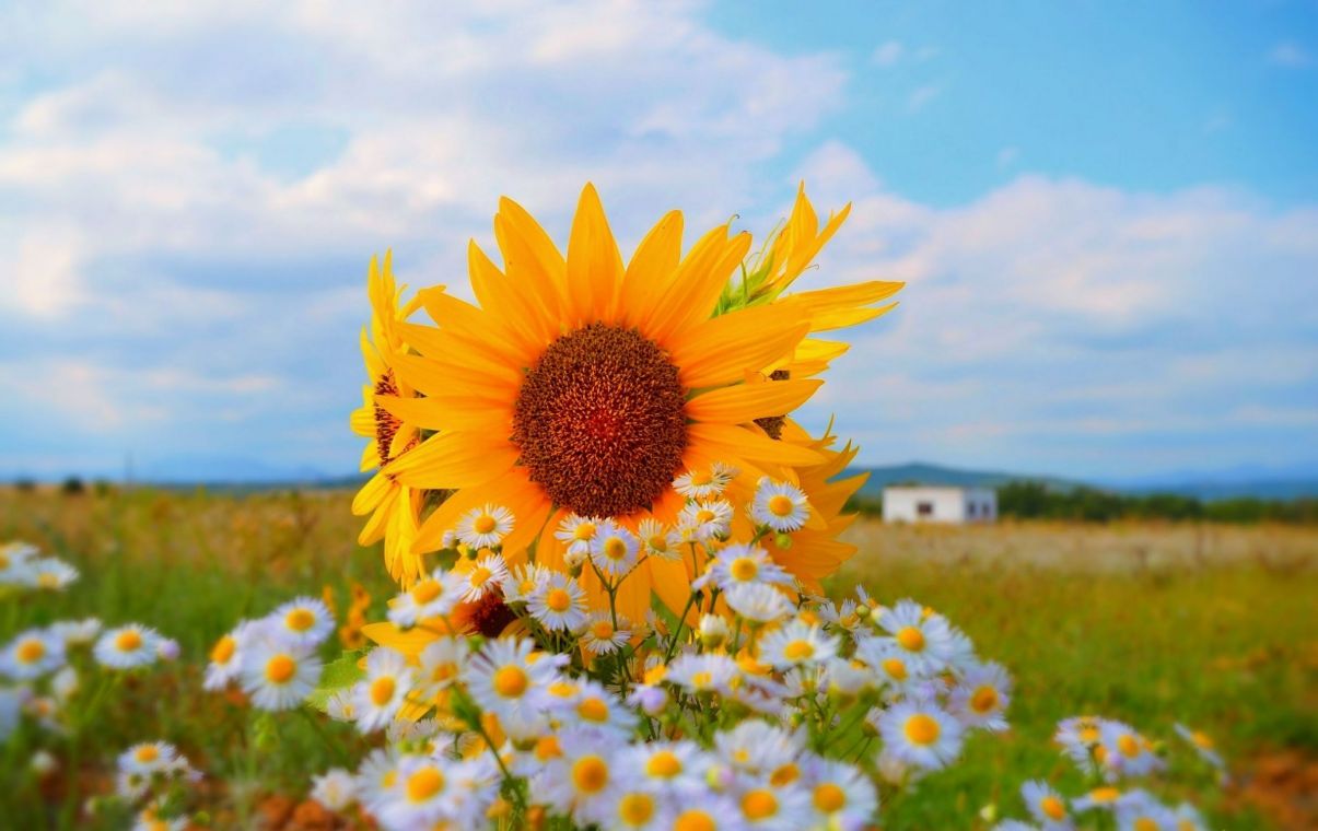 Літо літ. Красивое лето. Подсолнухи и ромашки. Лето Подсолнухи. Красивая природа лето.