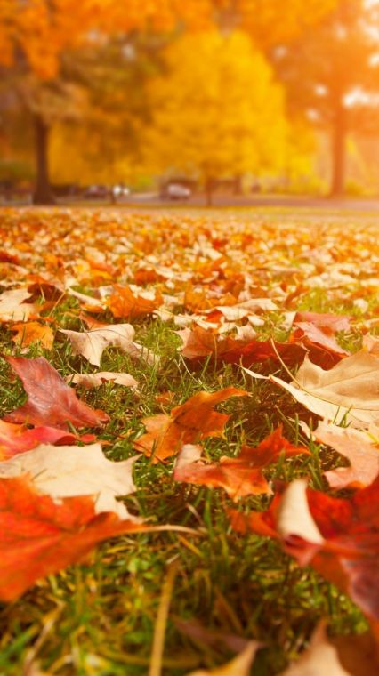 Зображення осінь на заставку телефону