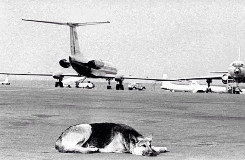 Радянський Хатіко – як господар кинув собаку Пальму, і вона два роки чекала на його злітній смузі