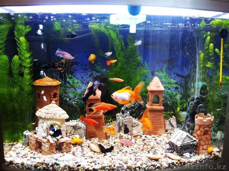 Фото і Зображення акваріума для дітей