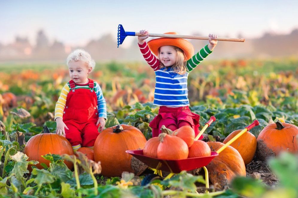 Пошел урожай. Сбор урожая. Осень урожай дети. Собираем урожай. Хороший урожай.
