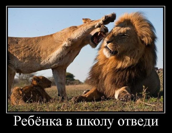 Фото приколи про левів