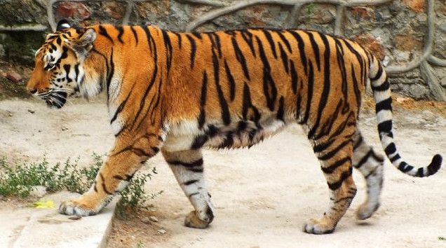 Фото зображення Амурський тигр