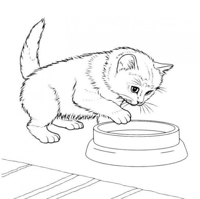 Малюнки котиків для змалювання