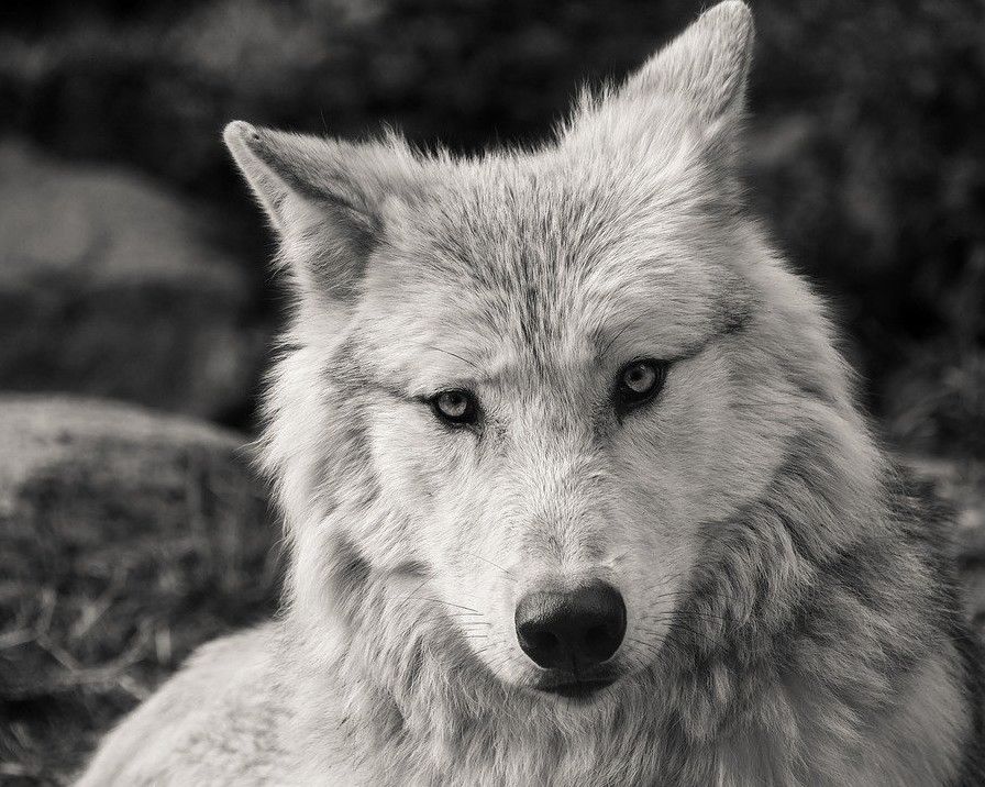 Фото і Чорно-білі картинки вовка