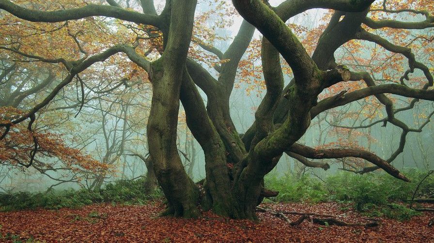 Фото і Зображення казкового дерева