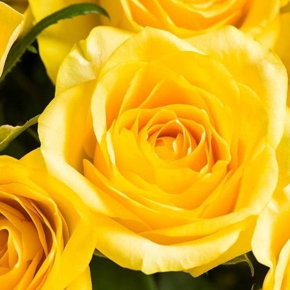 Фото і Зображення жовтих троянд