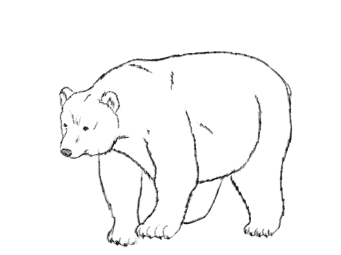 Малюнки олівцем бурий ведмідь