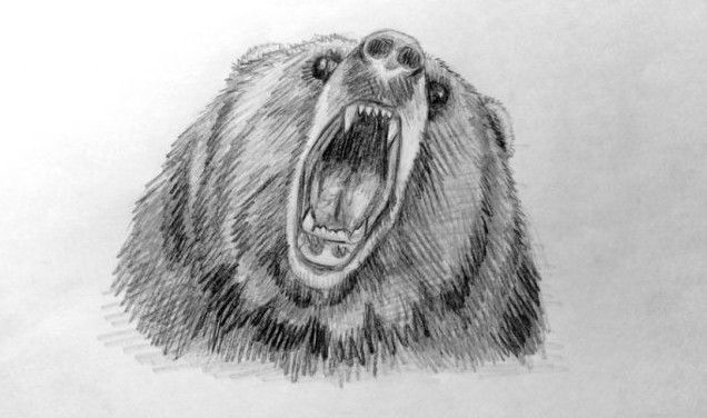 Малюнок олівцем голова ведмедя