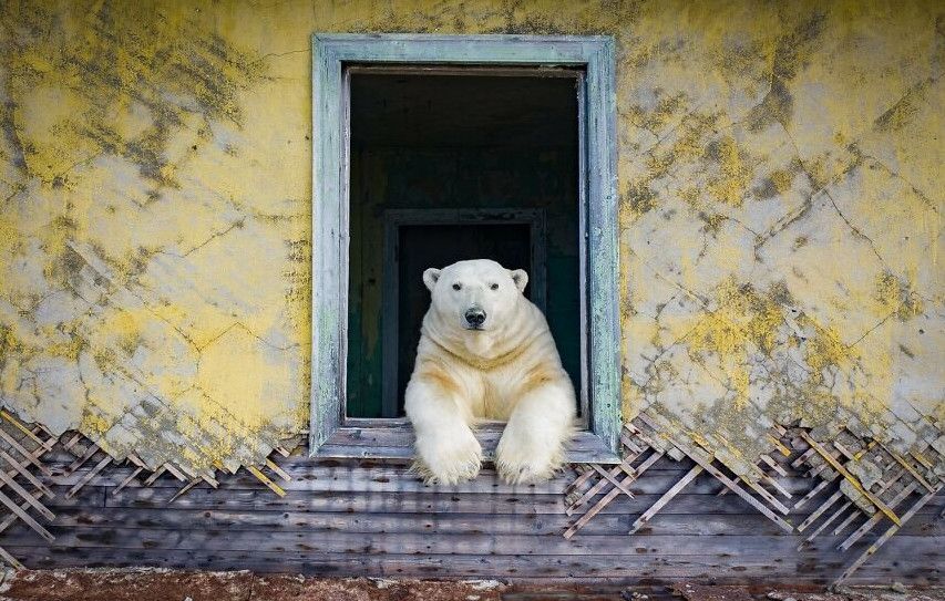 Російський фотограф зафільмував білих ведмедів на занедбаній метеостанції