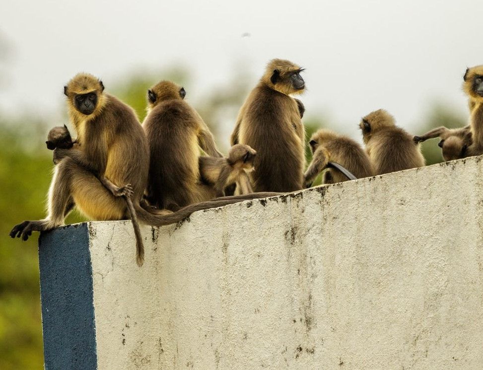 В Індії мавпи вбили 250 собак, помстившись за смерть маленької мавпочки