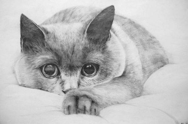 Малюнки олівцем кіт та миша